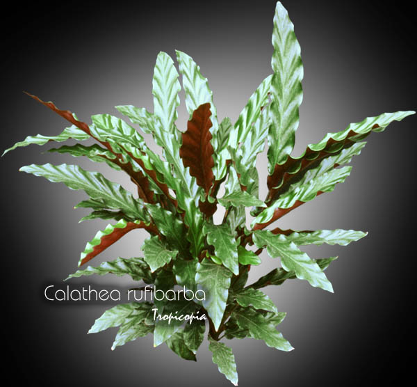 Foliage plant - Calathea rufibarba - Velvet Calathea